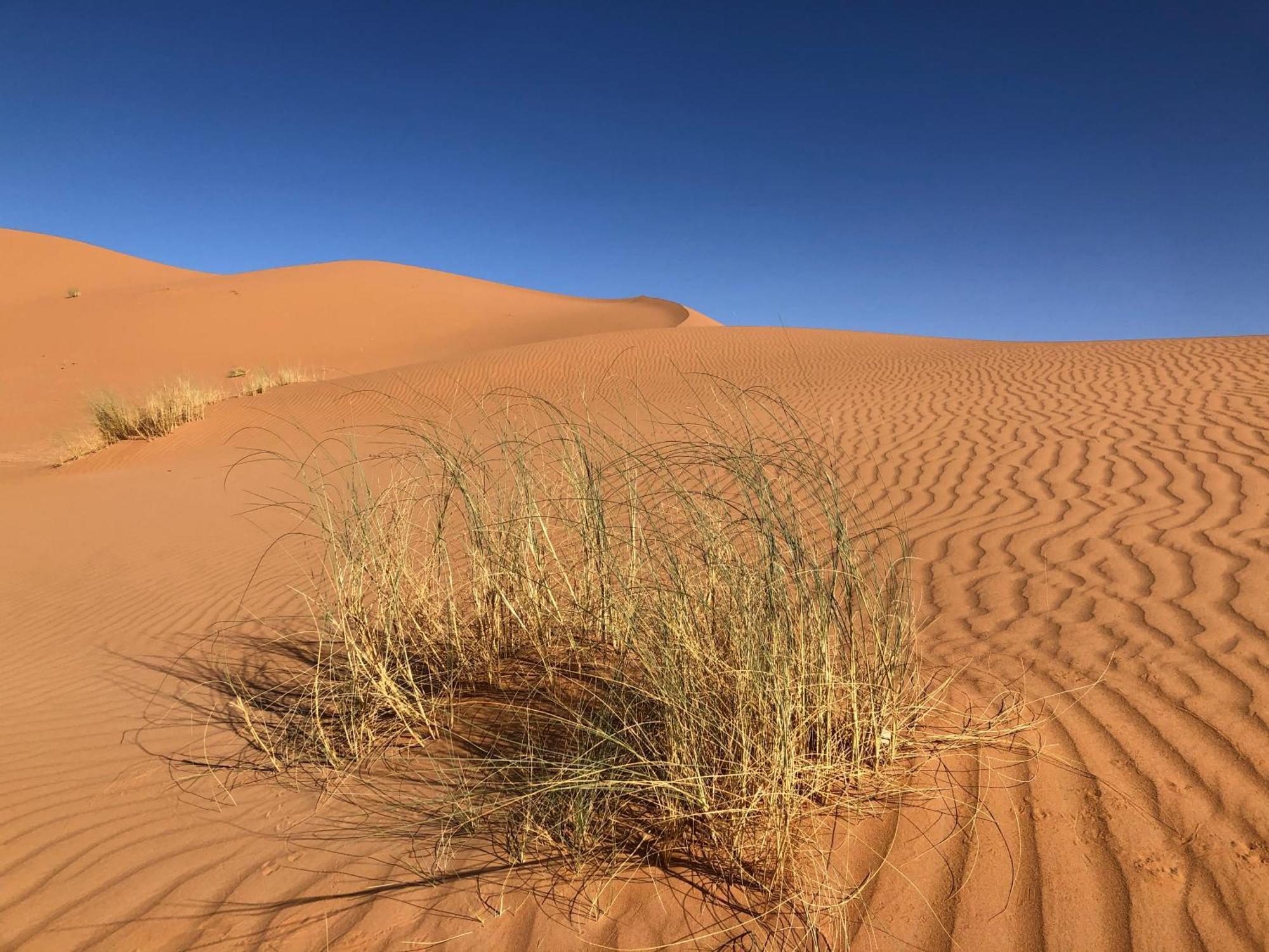 Bivouac Le Petit Prince Merzouga Dış mekan fotoğraf